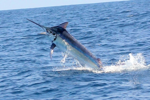  Sailfish 